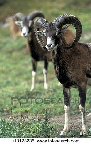 Stock Photograph - horntraeger, ammon, animals, bovidae, brown. Fotosearch