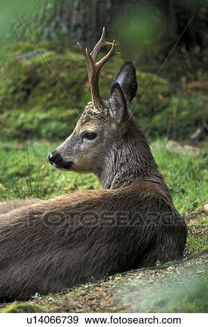 horntraeger, animals, antlers, back view, bovidae View Large Photo Image Stock Photo - horntraeger, animals, antlers, back view, bovidae. Fotosearch