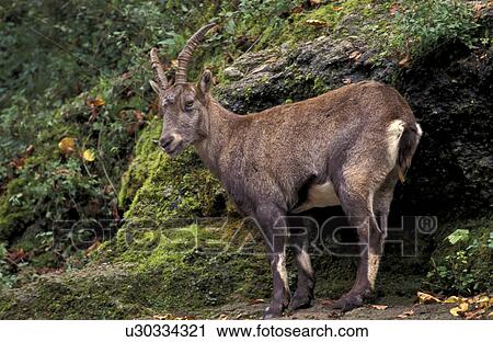 horntraeger, animals, astronomy, bovidae View Large Photo Image Stock Image - horntraeger, animals, astronomy, bovidae. Fotosearch