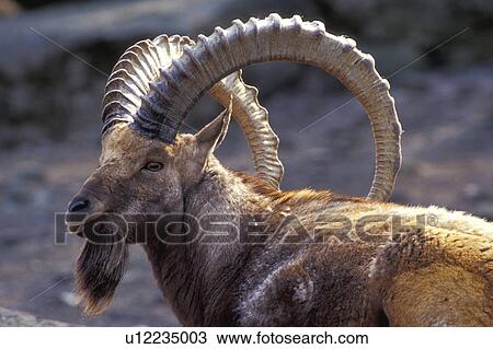 horntraeger, animals, astronomy View Large Photo Image Stock Image - horntraeger, animals, astronomy. Fotosearch