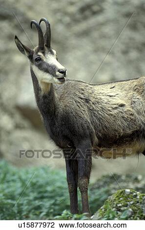 horntraeger, animals, body, bovidae View Large Photo Image Stock Image - horntraeger, animals, body, bovidae. Fotosearch
