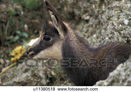 Stock Photo - horntraeger, animals, bovidae, chamois. Fotosearch