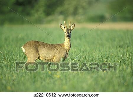 horntraeger, felder, acre, animals View Large Photo Image Stock Image - horntraeger, felder, acre, animals. Fotosearch