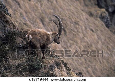 Ibex on a hill View Large Photo Image Picture - Ibex on a hill. Fotosearch