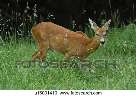 lichtstimmung, aargau, canton, capreolus, deer, forester, freiamt View Large Photo Image Stock Image - lichtstimmung, aargau, canton, capreolus, deer, forester, freiamt. Fotosearch