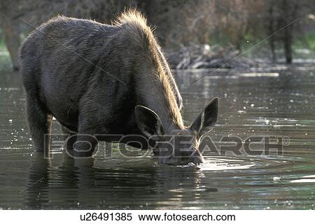 Moose drinking in shallow water View Large Photo Image Stock Photography - Moose drinking in shallow water. Fotosearch