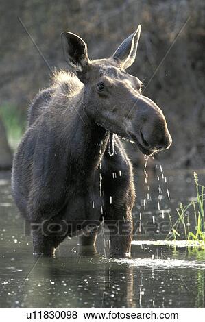 Stock Photo - Moose in the water. Fotosearch