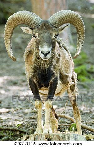 Stock Photography - Portrait of an ammon in natural habitat. Fotosearch