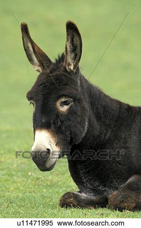 rasen, animals, asinus, body View Large Photo Image Stock Photography - rasen, animals, asinus, body. Fotosearch