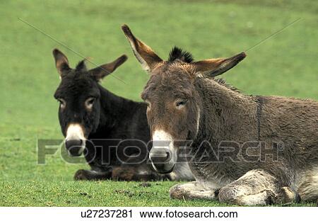 rasen, animals, asinus View Large Photo Image Stock Image - rasen, animals, asinus. Fotosearch