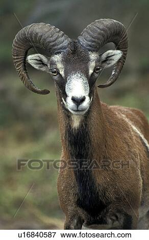 Sheep with horns View Large Photo Image Stock Photo - Sheep with horns. Fotosearch