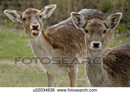 speisen, alexander, animal, animals, Austria, carrot View Large Photo Image Stock Photo - speisen, alexander, animal, animals, Austria, carrot. Fotosearch