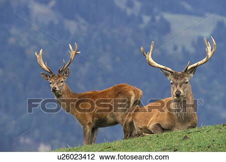Two antlered fallow deer in mountain region View Large Photo Image Stock Image - Two antlered fallow deer in mountain region. Fotosearch