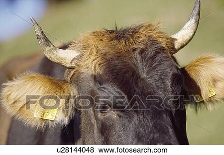 Up-close to a cow View Large Photo Image Stock Photo - Up-close to a cow. Fotosearch