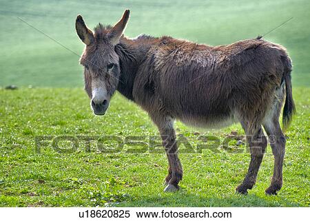 Stock Photography - weide, animal, back light, eat, farm animal, frank. Fotosearch