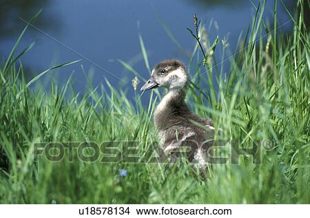 anatinae, beak, aves, animals, anas View Large Photo Image Picture - anatinae, beak, aves, animals, anas. Fotosearch