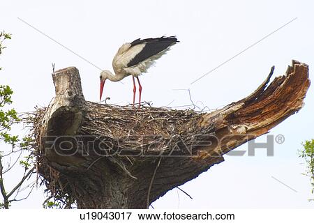 animals, birds-nest, bird, aves, alfred View Large Photo Image Stock Photo - animals, birds-nest, bird, aves, alfred. Fotosearch
