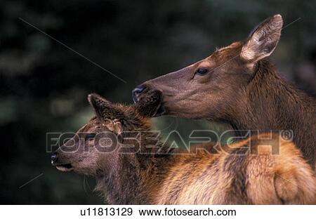 Stock Photo - animals, canadensis, brown, abenddaemmerung. Fotosearch