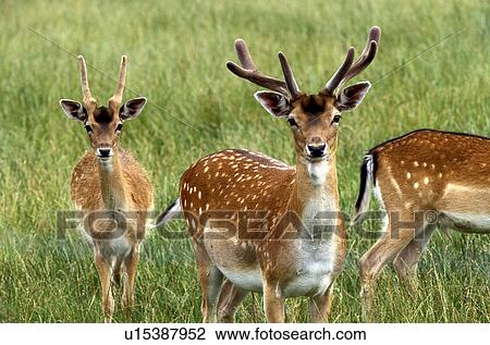 antlers, cervus, cervidae, brown, animals View Large Photo Image Stock Image - antlers, cervus, cervidae, brown, animals. Fotosearch