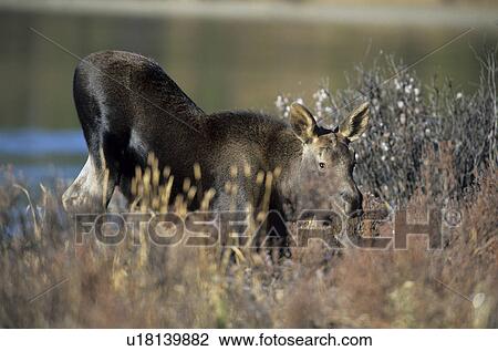 antlers, get up, elks, elchbulle, elk, antler, alberta View Large Photo Image Stock Image - antlers, get up, elks, elchbulle, elk, antler, alberta. Fotosearch