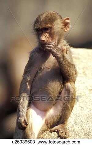 ape, beige, baboon, apes, animals View Large Photo Image Stock Image - ape, beige, baboon, apes, animals. Fotosearch
