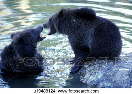 Picture - arctos, bears, bear, battle, animals. Fotosearch