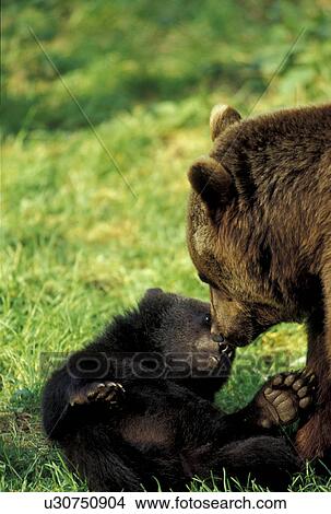 arctos, brown, bears, bear, animals View Large Photo Image Picture - arctos, brown, bears, bear, animals. Fotosearch