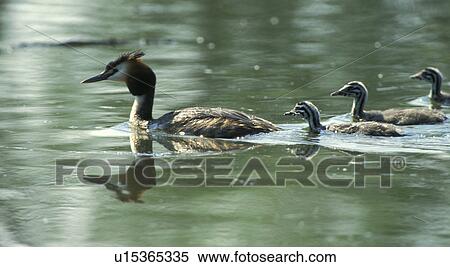 Stock Photography - aves, bird, animals. Fotosearch