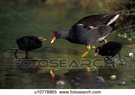 Stock Photography - aves, black, bird, animals. Fotosearch