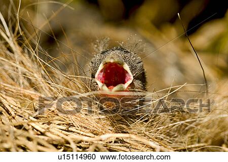 Baby bird in a nest, calling View Large Photo Image Stock Image - Baby bird in a nest, calling. Fotosearch