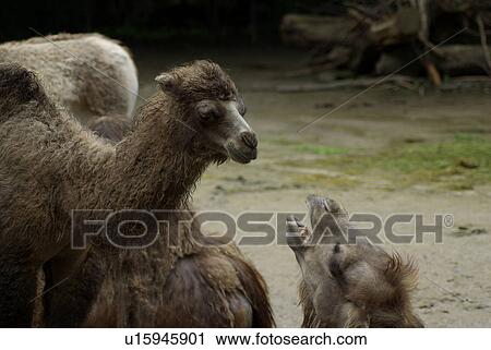 Stock Image - baby, bub, fur, coat, skin, pelt. Fotosearch