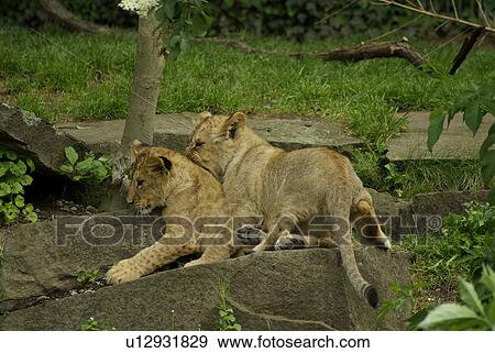 Stock Photo - baby, bub, zoo, play, raubkatze, procreation. Fotosearch