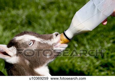 Stock Photo - Baby goat drinking from milk bottle. Fotosearch