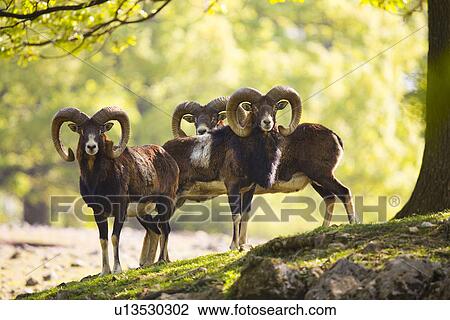 back light, alfred, animals, animal, ammon, against-the-light shot View Large Photo Image Stock Image - back light, alfred, animals, animal, ammon, against-the-light shot. Fotosearch