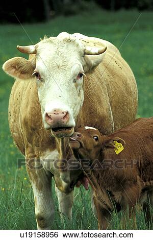 Stock Photograph - beef, calf, brown, bovinae, animals. Fotosearch