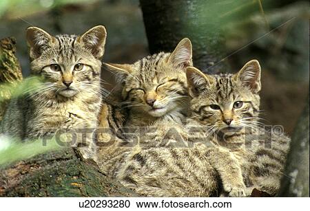 Stock Image - beige, calmness, calm, brown, animals. Fotosearch