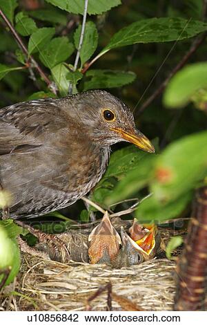 blackbird, animals, birds-nest, bill, beak, alfred View Large Photo Image Stock Image - blackbird, animals, birds-nest, bill, beak, alfred. Fotosearch