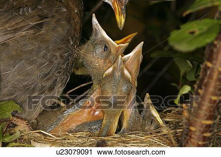 blackbird, animals, birds-nest, bill, beak, alfred View Large Photo Image Stock Image - blackbird, animals, birds-nest, bill, beak, alfred. Fotosearch