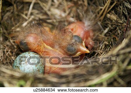 blackbird, animals, birds-nest, bird, aves, alfred View Large Photo Image Picture - blackbird, animals, birds-nest, bird, aves, alfred. Fotosearch