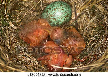 Stock Image - blackbird, animals, birds-nest, bird, aves, alfred. Fotosearch