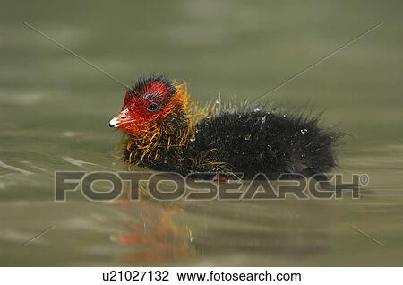 blesshuehner, atra, blaesshuhn, bird, biddy, creature, animal View Large Photo Image Stock Image - blesshuehner, atra, blaesshuhn, bird, biddy, creature, animal. Fotosearch
