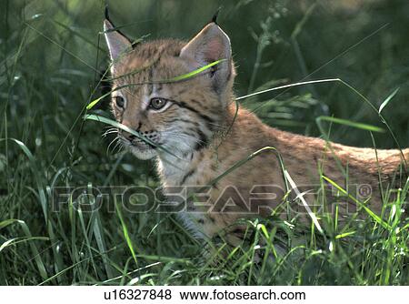 body, brown, animals View Large Photo Image Stock Photo - body, brown, animals. Fotosearch