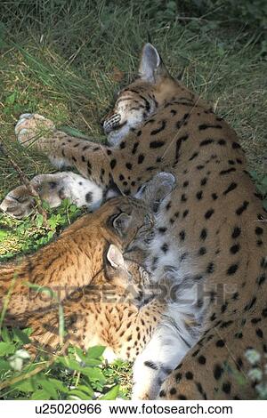 Stock Photograph - body, brown, animals. Fotosearch