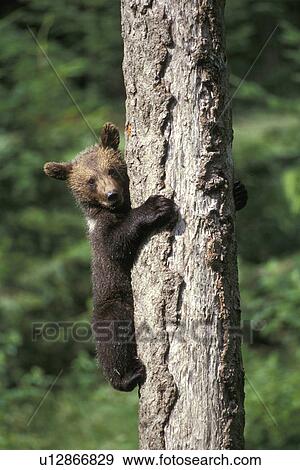 Brown bear cub climbing tree trunk View Large Photo Image Stock Photo - Brown bear cub climbing tree trunk. Fotosearch