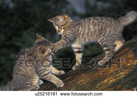 brown, carnivore, carnivora, animals View Large Photo Image Stock Image - brown, carnivore, carnivora, animals. Fotosearch