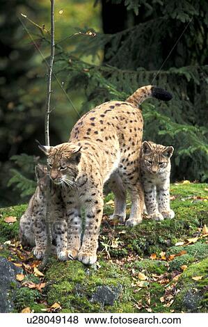 Stock Photo - brown, cat, carnivore, carnivora, animals. Fotosearch