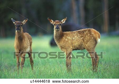 brown, cervus, cervidae, canadensis, animals View Large Photo Image Stock Photo - brown, cervus, cervidae, canadensis, animals. Fotosearch