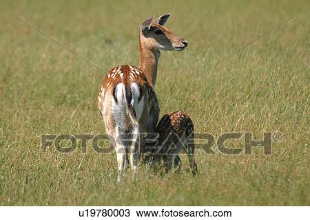 cervus, animals, cervidae, brown, back view, alfred View Large Photo Image Stock Image - cervus, animals, cervidae, brown, back view, alfred. Fotosearch
