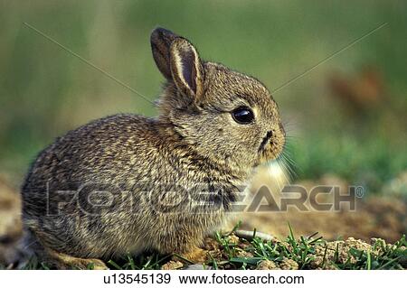 Close-up of a cute brown rabbit View Large Photo Image Stock Photo - Close-up of a cute brown rabbit. Fotosearch