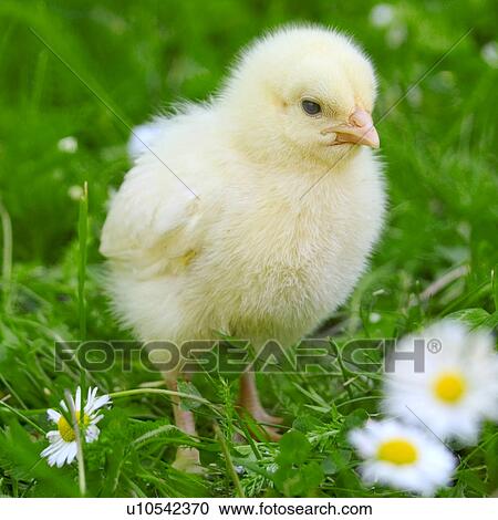 Close-up of a cute chick in a meadow with flowers View Large Photo Image Stock Image - Close-up of a cute chick in a meadow with flowers. Fotosearch